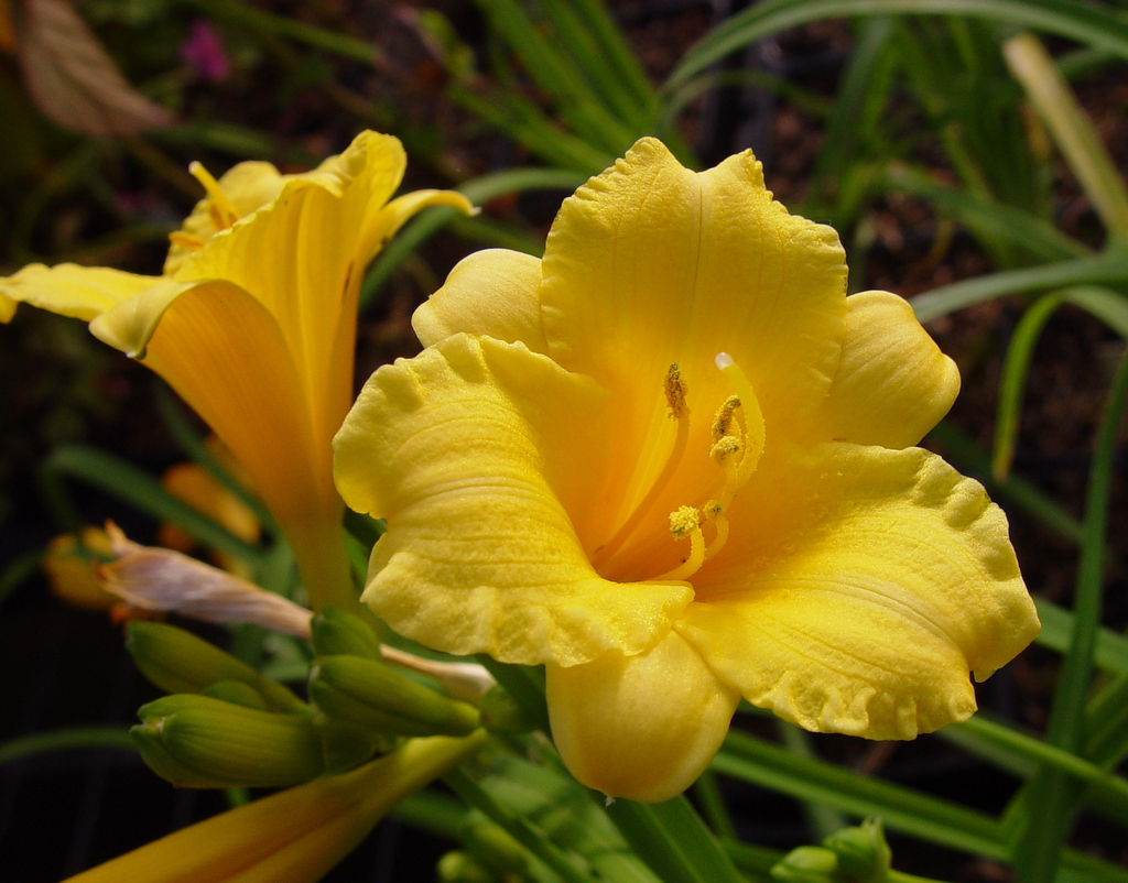 Hemerocallis hyb 'Tweety' - Click Image to Close